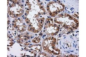 Immunohistochemical staining of paraffin-embedded liver tissue using anti-PASKmouse monoclonal antibody. (PASK Antikörper)