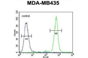 TAPT1 Antibody (C-term) flow cytometric analysis of MDA-MB435 cells (right histogram) compared to a negative control cell (left histogram). (TAPT1 Antikörper  (C-Term))