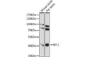 Western blot analysis of extracts of various cell lines, using Bif-1 antibody (ABIN7270280) at 1:1000 dilution. (SH3GLB1 Antikörper  (AA 120-365))