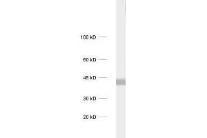 dilution: 1 : 1000, sample: rat brain homogenate (CAMK1 Antikörper)