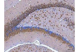 IHC analysis of NeuN/Rbfox3 using anti-NeuN/Rbfox3 antibody (ABIN7601068). (NeuN Antikörper  (AA 28-304))