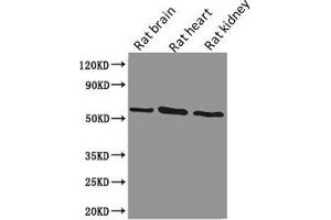 Western Blotting (WB) image for anti-Podocalyxin-Like (PODXL) antibody (ABIN7163728)