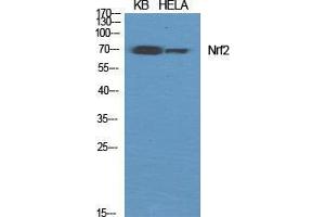 Western Blot (WB) analysis of specific cells using Nrf2 Polyclonal Antibody.