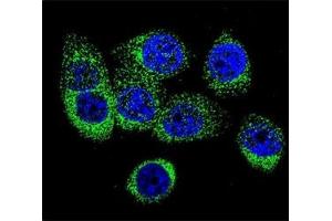 Immunofluorescence (IF) image for anti-Caspase 12 (Gene/pseudogene) (CASP12) (AA 165-193) antibody (ABIN3030291)