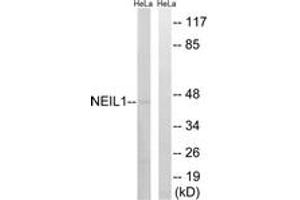 Western Blotting (WB) image for anti-Endonuclease VIII-Like 1 (NEIL1) (AA 291-340) antibody (ABIN2890306) (NEIL1 Antikörper  (AA 291-340))