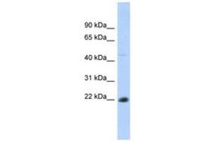 Image no. 1 for anti-CD40 (CD40) (AA 35-84) antibody (ABIN6740742) (CD40 Antikörper  (AA 35-84))