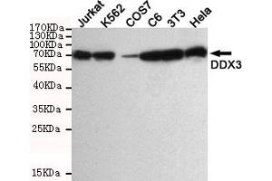 Western blot detection of DDX3 in Hela,3T3,C6,COS7,K562 and Jurkat cell lysate using DDX3 mouse mAb (1:1000 diluted). (DDX3X Antikörper)