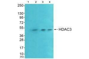 Western blot analysis of extracts from HeLa cells (Lane 2), A549 cells (Lane 3) and HepG2 cells (Lane 4), using HDAC3 antiobdy.