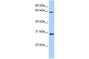 Western Blotting (WB) image for anti-Homeobox A5 (HOXA5) antibody (ABIN2458391) (HOXA5 Antikörper)