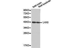 Western Blotting (WB) image for anti-LIM Homeobox 8 (LHX8) antibody (ABIN1875432) (LHX8 Antikörper)