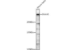 Western blot analysis of extracts of Mouse testis, using DN antibody (ABIN7266861) at 1:1000 dilution. (Dnah5 Antikörper  (AA 400-650))