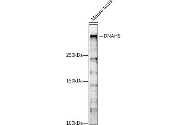Dnah5 anticorps  (AA 400-650)