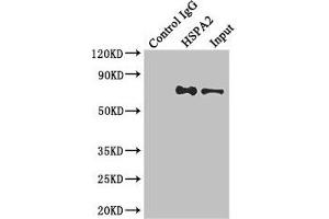 Immunoprecipitating HSPA2 in Hela whole cell lysate Lane 1: Rabbit control IgG instead of (1 μg) instead of ABIN7154927 in Hela whole cell lysate. (HSPA2 Antikörper  (AA 400-639))