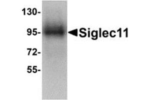 Western Blotting (WB) image for anti-Sialic Acid Binding Ig-Like Lectin 11 (SIGLEC11) (C-Term) antibody (ABIN1030660) (SIGLEC11 Antikörper  (C-Term))