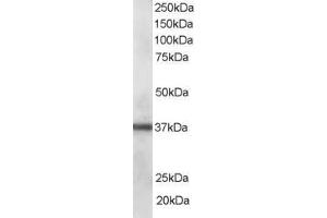 ABIN185153 staining (0. (PDLIM1 Antikörper  (C-Term))