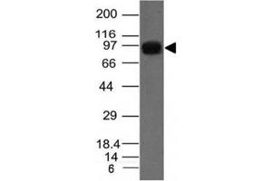 Western blot of A549 cell lysate using UACA antibody (AE-5) (UACA Antikörper)