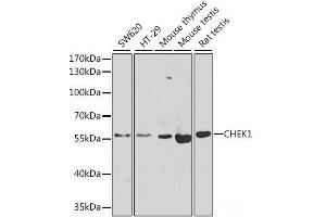 Western blot analysis of extracts of various cell lines using CHEK1 Polyclonal Antibody at dilution of 1:1000. (CHEK1 Antikörper)