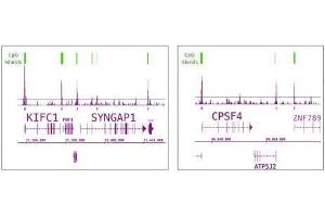 Tet1 antibody (pAb) tested by ChIP-Seq. (TET1 Antikörper  (C-Term))