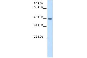 ITGB1BP2 antibody used at 2.