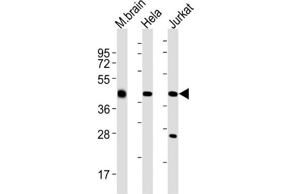 GLUL Antikörper  (N-Term)