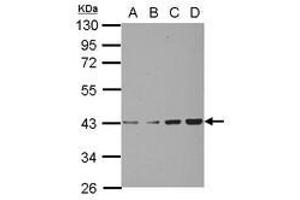 Image no. 2 for anti-Chondroadherin (CHAD) (AA 76-307) antibody (ABIN1497487)