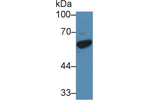 Western Blot; Sample: Human HL60 cell lysate; Primary Ab: 5µg/ml Rabbit Anti-Rat GATA1 Antibody Second Ab: 0. (GATA1 Antikörper  (AA 42-292))