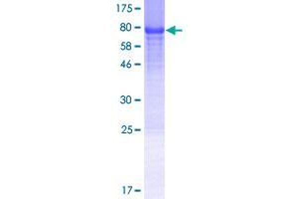 GDAP2 Protein (AA 1-497) (GST tag)