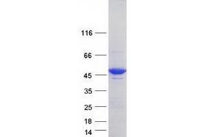 Western Blotting (WB) image for Heterogeneous Nuclear Ribonucleoprotein F (HNRNPF) (Transcript Variant 2) protein (Myc-DYKDDDDK Tag) (ABIN2722919)