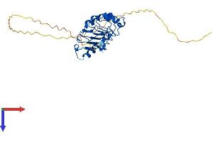 ANP32B Protein (AA 1-251) (His tag)