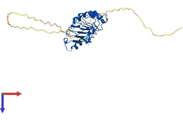 ANP32B Protein (AA 1-251) (His tag)