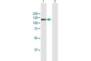 Western Blot analysis of NID2 expression in transfected 293T cell line by NID2 MaxPab polyclonal antibody. (NID2 Antikörper  (AA 1-969))