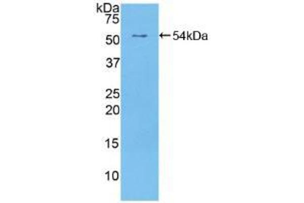 EGFR2 antibody  (AA 376-578)