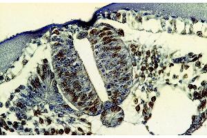 Immunohistochemistry staining of bromodeoxyuridine-labeled cells (chick embryo, paraffin-embedded sections) with anti-5-bromodeoxyuridine (MoBu-1). (BrdU Antikörper)