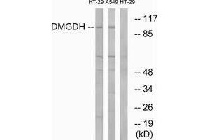 Western blot analysis of extracts from HT-29 cells and A549 cells, using DMGDH antibody. (DMGDH Antikörper  (C-Term))