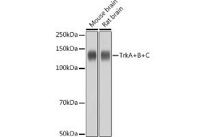 Western blot analysis of extracts of various cell lines, using TrkA+B+C antibody (ABIN1679182, ABIN1679183, ABIN7101489 and ABIN7101490) at 1:1000 dilution. (TrkA, B, C Antikörper)