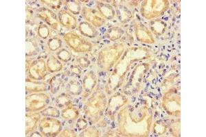 Immunohistochemistry of paraffin-embedded human kidney tissue using ABIN7145396 at dilution of 1:100 (B4GALT5 Antikörper  (AA 101-388))