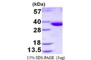 Syntaxin 2 (STX2) (AA 1-264) protein (His tag)