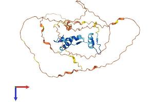 KLF3 Protein (AA 1-345) (His tag)