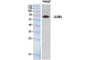 Western Blotting (WB) image for anti-Leukocyte Immunoglobulin-Like Receptor, Subfamily B (With TM and ITIM Domains), Member 5 (LILRB5) (Internal Region) antibody (ABIN6287603)