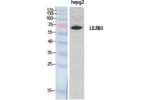Western Blotting (WB) image for anti-Leukocyte Immunoglobulin-Like Receptor, Subfamily B (With TM and ITIM Domains), Member 5 (LILRB5) (Internal Region) antibody (ABIN3187989) (LILRB5 Antikörper  (Internal Region))