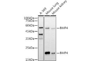 Western blot analysis of extracts of various cell lines, using BMP4 antibody (ABIN6127497, ABIN6137600, ABIN6137603 and ABIN6215157) at 1:1000 dilution. (BMP4 Antikörper  (AA 1-408))