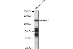 Western blot analysis of extracts of mouse brain, using NSMAF antibody (ABIN7268898) at 1:1000 dilution. (NSMAF Antikörper  (AA 1-300))
