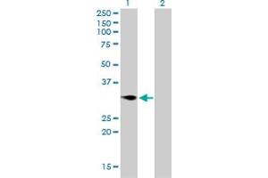 Western Blot analysis of TNFRSF7 expression in transfected 293T cell line by TNFRSF7 monoclonal antibody (M01), clone 1E2-A3. (CD27 Antikörper  (AA 1-260))