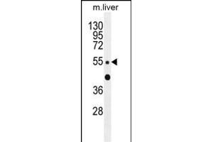 ZN Antibody (C-term) (ABIN655564 and ABIN2845066) western blot analysis in mouse liver tissue lysates (35 μg/lane). (ZNF672 Antikörper  (C-Term))