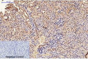 Immunohistochemical analysis of paraffin-embedded mouse kidney tissue.