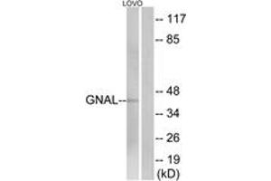 Western Blotting (WB) image for anti-Guanine Nucleotide Binding Protein, alpha Stimulating, Olfactory Type (GNAL) (AA 41-90) antibody (ABIN1534968)