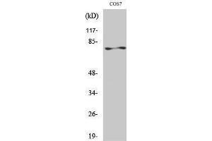 Western Blotting (WB) image for anti-Protein Kinase C, zeta (PRKCZ) (Thr33) antibody (ABIN3176927) (PKC zeta Antikörper  (Thr33))