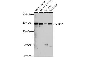 Western blot analysis of extracts of various cell lines, using UBE4A antibody (ABIN7271190) at 1:1000 dilution. (UBE4A Antikörper)