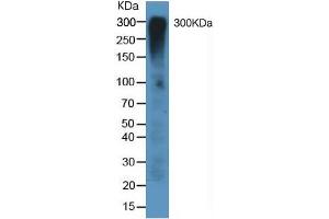 Western Blotting (WB) image for Mucin 5AC, Oligomeric Mucus/gel-Forming (MUC5AC) ELISA Kit (ABIN6574198)