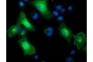 Immunofluorescence (IF) image for anti-Protein tyrosine Phosphatase, Receptor Type, E (PTPRE) antibody (ABIN1500506) (PTPRE Antikörper)